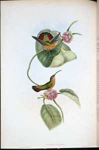 Mazeppa Eremitt (Glaucis Mazeppa) (håndfarget litho) av John (after) Gould