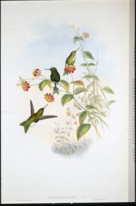 Metallisk puff-leg (Eriocnemis Alinae) (håndfarget litho) av John (after) Gould