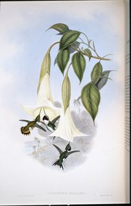 Mulsants trestjerne (Calothorax Mulsanti) (håndfarget litho) av John (after) Gould