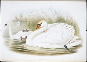 Mute Swan (Cygnus Olor) (håndfargede medlemmer) av John (after) Gould