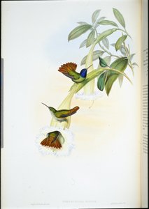 Oenone kolibri (Chrysuronia oenone) (håndfarget litho) av John (after) Gould