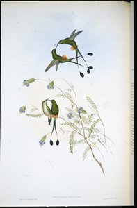 Peruansk rackethale (Spathura Peruana) (håndfarget litho) av John (after) Gould