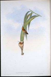 Pigmy Eremitt (Phaethornis Pygmaeus) (håndfarget litho) av John (after) Gould
