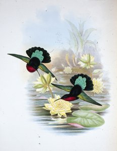 Lilla-breasted Carib (Eulampis Jugularis) (håndfarget litho) av John (after) Gould