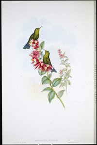 Lilla-hale (Metallura Williami) (håndfarget litho) av John (after) Gould