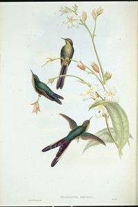 Lilla-halekomet-kolibri (Sparganura Glyceria) (håndfarget litho) av John (after) Gould