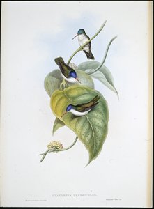 Rødnebb Azur-krone (Cyanomyia Quadricolor) (håndfarget litho) av John (after) Gould