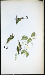 Racket-hale med rød støvel (Spathura Rufocaligata) (håndfarget litho)