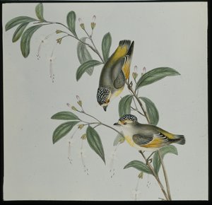 Rød-lored Pardalote (pardalotus rubricatus) (håndfarget litho) av John (after) Gould