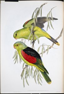 Rødvinget lory (Aprosmictus Erythropterus) (håndfarget litho) av John (after) Gould
