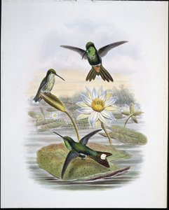 Rød ventilert hvit spiss (håndfarget litho) av John (after) Gould