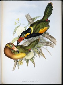 Reinhardts tukan (Selenidera Reinwardtii) (håndfarget litho) av John (after) Gould