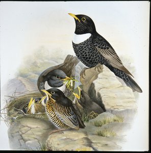 Ring Ouzel (Mer Ulatorquata) (håndfarget litho) av John (after) Gould