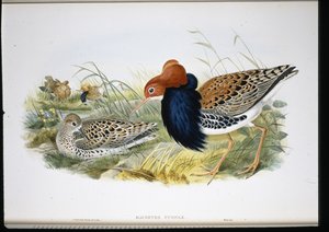 Ruff (håndfargede lemmer) av John (after) Gould