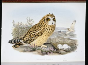 KORTHØRET UGLE (Brachyotus Palustris) (håndfarget litho) av John (after) Gould