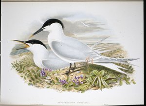Sandwichtern (Actochel Cantiaca) (håndfarget litho) av John (after) Gould