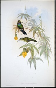 Schreibers kolibri (Ionolaima Schreibersi) (håndfarget litho) av John (after) Gould
