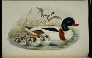 Shell Duck (Tadorna Vulpanser) (håndfarget litho) av John (after) Gould
