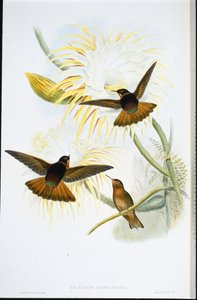 Skinnende solstråle (Agliaeactis Cupripennis) (håndfarget litho) av John (after) Gould