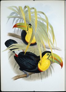 Kortnebbtukan (Ramphastos Brevicarinatus) (håndfarget litho) av John (after) Gould