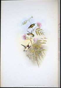 Korthalet trestjerne (Calothorax Micrurus) (håndfarget litho) av John (after) Gould