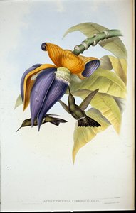 Dyster kolibri (Aphantochroa cirrhochloris) (håndfargede medlemmer) av John (after) Gould