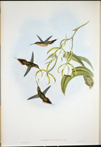 Southern Eremitt (Phaethornis Zonura) (håndfarget litho) av John (after) Gould