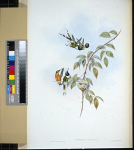 Glitrende hale (tryphaena dupontii) (håndfarget litho) av John (after) Gould
