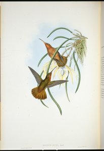 Spixs sagnebb (Grypus Spixi) (håndfarget litho) av John (after) Gould