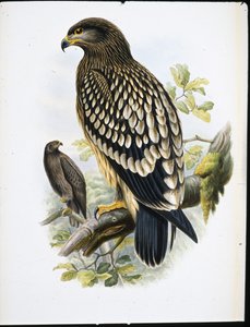 Spotted Eagle (Aquila Naevia) (håndfarget litho)