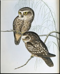 Flekkugle (Athene Maculata) (håndfarget litho) av John (after) Gould