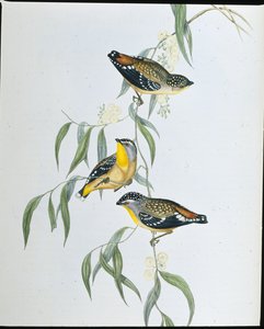 Spotted Pardalote (Pardalotus Punctatus) (håndfarget litho) av John (after) Gould