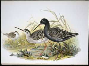 Spotted Redshank (Totanus Fuscus) (håndfarget litho) av John (after) Gould