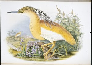 Squacco Heron (Buphus Comatus) (håndfarget litho) av John (after) Gould