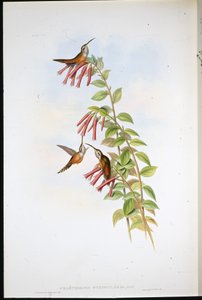 Stripe-throated eremitt (Phaethornis Striigularis) (håndfarget litho) av John (after) Gould