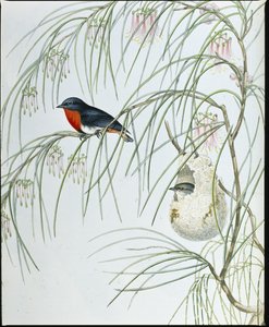 Swallow Dicaeum (håndfargede figurer) av John (after) Gould