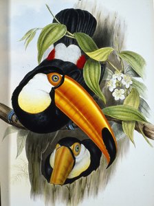 Toco Toucan (Ramphastos Toco) (håndfarget litho)