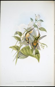 Togbærende eremitt (Phaethornis Syrmatophorus) (håndfarget litho) av John (after) Gould