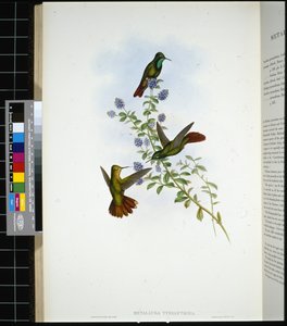 Tyrian-hale (metallura Tyrianthina) (håndfarget litho) av John (after) Gould