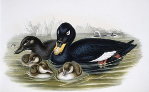 Velvet Scoter (oidemla fusca) (håndfarget litho) av John (after) Gould
