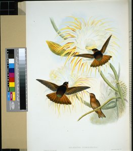 Venezuelansk Stenura (panychlora stenura) og (panychlora Russata) (håndfarget litho) av John (after) Gould