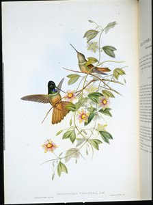 Fioletthalset stjernefront (Helianthea Violifera) (håndfarget litho) av John (after) Gould