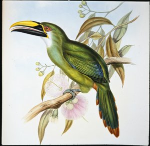 Wagler's Groove-bill (Aulacoramphus Wagleri) (håndfarget litho) av John (after) Gould