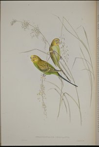 Warbling Grass papegøye (Melopsittacus Undulatus) (håndfarget litho)