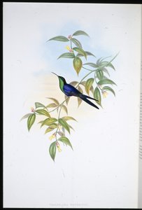 Watertons trenymfe (Thalurania Watertoni) (håndfarget litho) av John (after) Gould