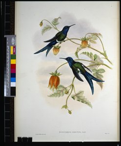 Western Swallow-tail (eupetomena hirundo) (håndfarget litho) av John (after) Gould