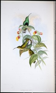 Hvithalet fløyelsbryst (Lafresnaya Gayi) (håndfarget litho) av John (after) Gould