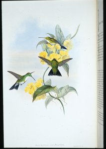 Hvitstrupet smaragd (Thaumatias Leucogaster) (håndfarget litho) av John (after) Gould