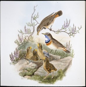 Hvit halsblåbryst (Cyanecula Leucocyana) (håndfarget litho) av John (after) Gould