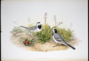 Hvit vipstjert (Motacilla Alba) (håndfarget litho) av John (after) Gould